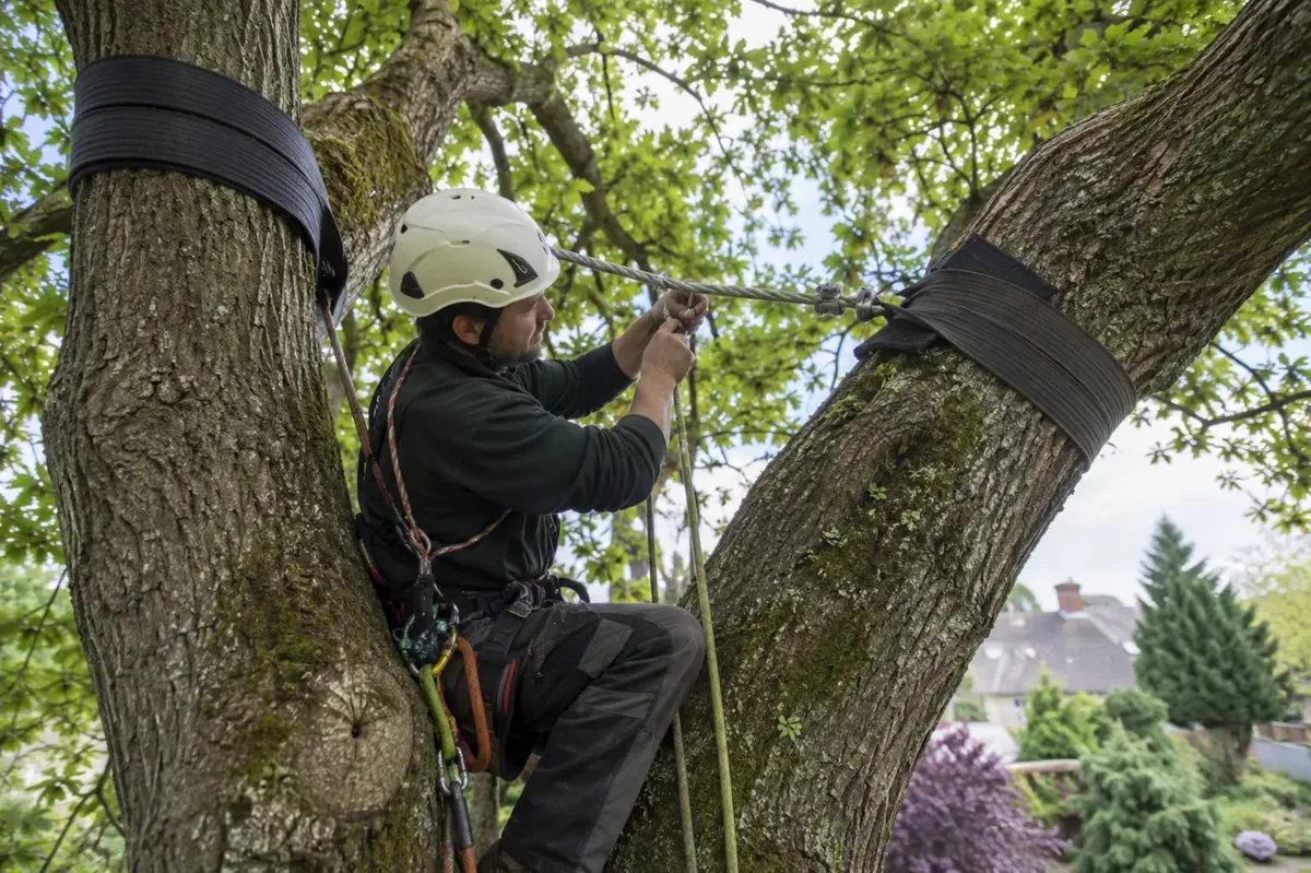 Harnessed climbing arborist installing a bracing cable between mature tree limbs with broad protective slings.